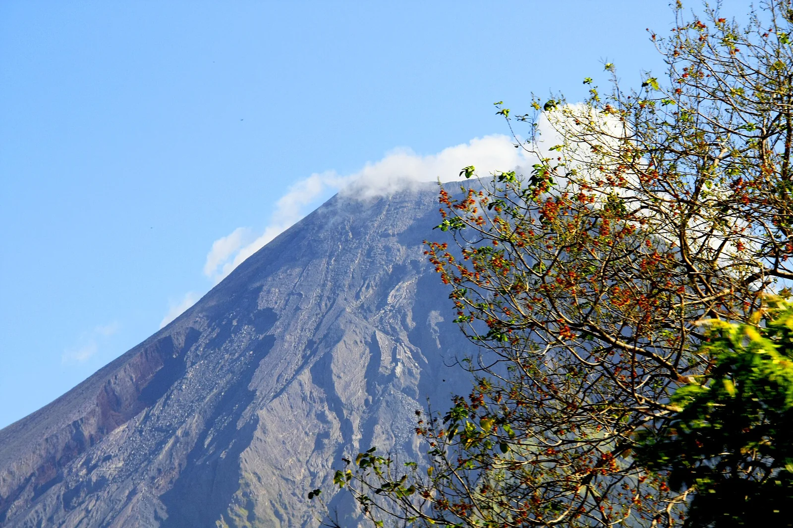 Concepción’s upper volcanic cone seen above foreground trees, photographed in February 2013