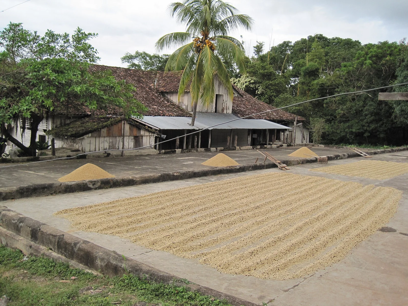 Coffee spread out on the drying patio at Finca Magdalena, photographed in 2011