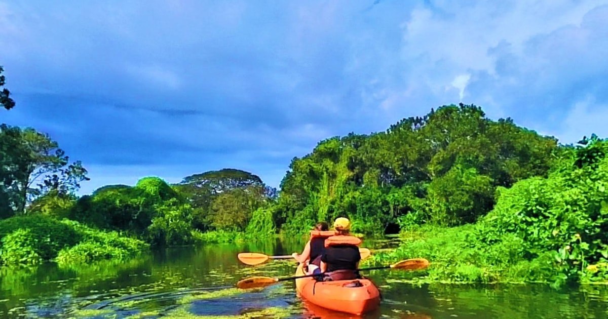 Kayakers paddling through green wetlands in the Hidden Waters tour gallery
